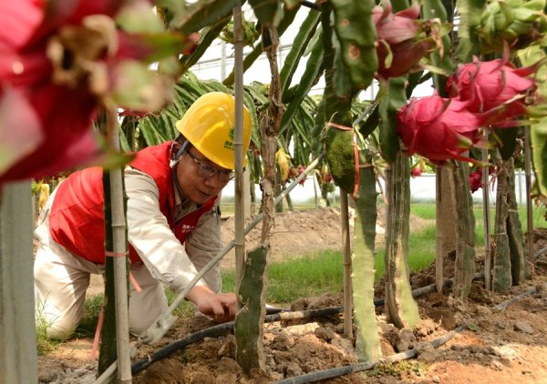配资是做什么的 浦东有支“火龙果电力服务保障专队”，千亩火龙果开启合庆新“丰”景